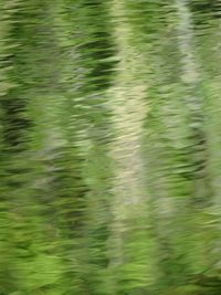 Full frame shot of plants in water