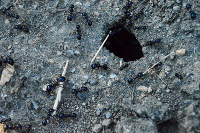 High angle view of insect on rock