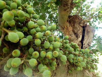 Low angle view of grapes growing on tree