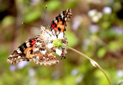 Close-up of butterfly pollinating on flower