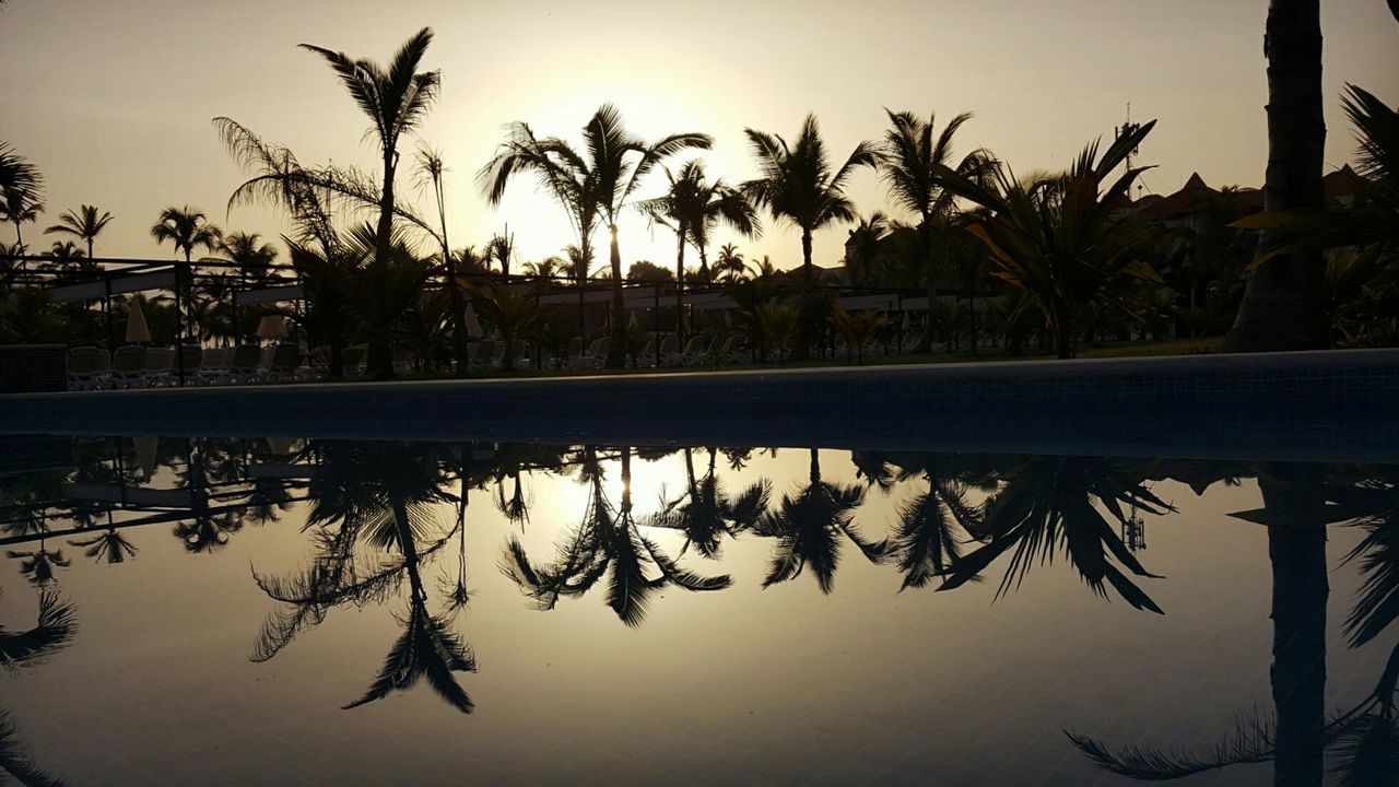 palm tree, reflection, water, tree, nature, sky, outdoors, no people, beauty in nature, tranquil scene, silhouette, scenics, day