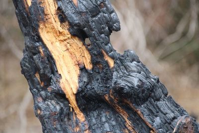 Close-up of tree trunk