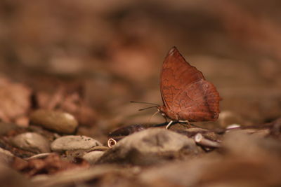 Close-up of dry leaf on field