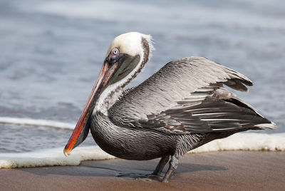 Close-up of pelican on beach