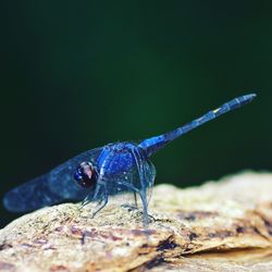 Close-up of insect on rock