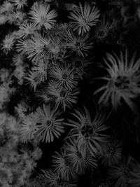 Full frame shot of plants