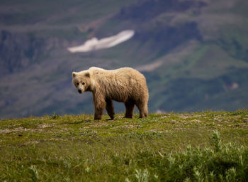 Brown bear in lush greenery with amazing mountain range in the background.