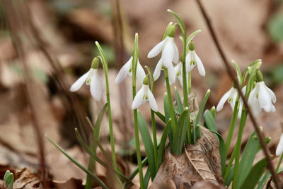 Close-up of white flowering plants on field