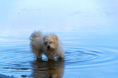 Dog in a lake