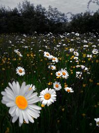 Close-up of white daisy blooming in field