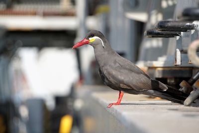 Close-up of bird perching