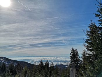 Scenic view of pine trees against sky