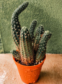 Close-up of succulent plant on table