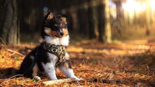 Dog sitting in a field