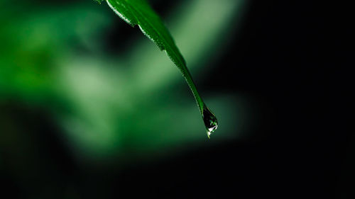 Close-up of insect on plant