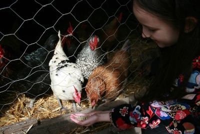 Girl feeding hen at farm