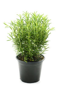 Close-up of potted plant against white background