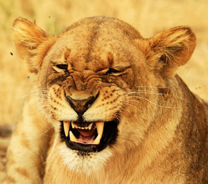 Close-up of a cat