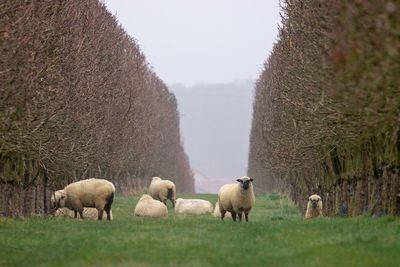 Sheep grazing in a field