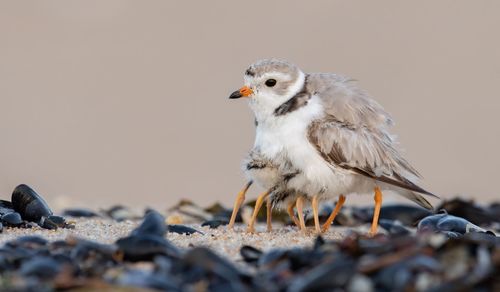 Close-up of birds perching on sand