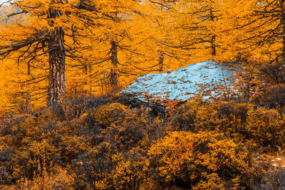 Low angle view of trees against sky during autumn