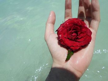 Close-up of woman hand with red rose