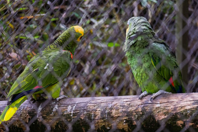 View of birds perching on tree