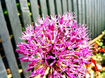 Close-up of pink flowers blooming