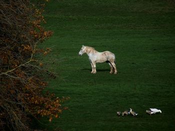 View of a dog on field
