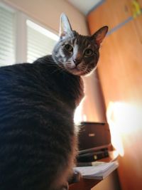Close-up portrait of cat sitting