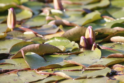 Close-up of lotus water lily