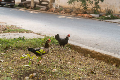 Birds on ground