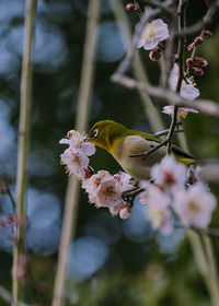 Close-up of bird perching on plant