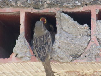 Close-up of bird perching outdoors