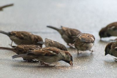 High angle view of birds eating 