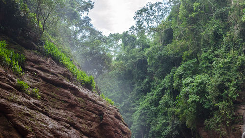 Scenic view of forest