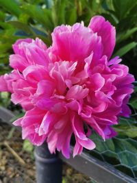 Close-up of pink rose flower