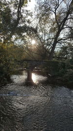 Scenic view of river amidst trees in forest