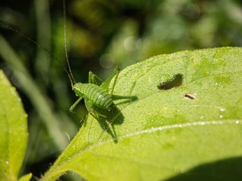 Close-up of insect on leaf