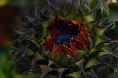 Close-up of butterfly on plant