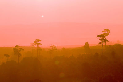 Trees on field against sky during sunset