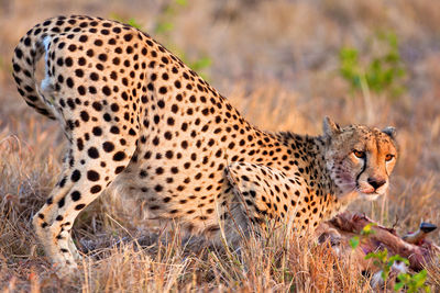 Cheetah on the plains of serengeti national park in tanzania