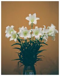 Close-up of flowering plant in vase against wall