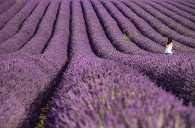 View of woman on lavender field