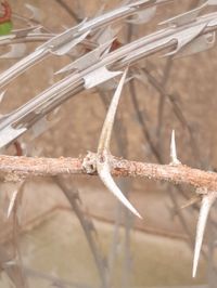 Close-up of rusty metal