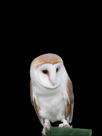 Barn owl perching on wood over black background