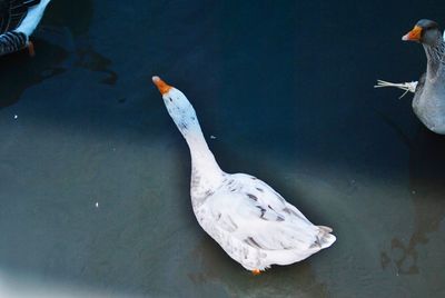 High angle view of swan swimming in lake