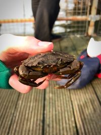 Close-up of hand feeding on finger