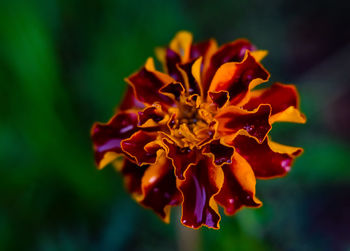 Close-up of red flowering plant