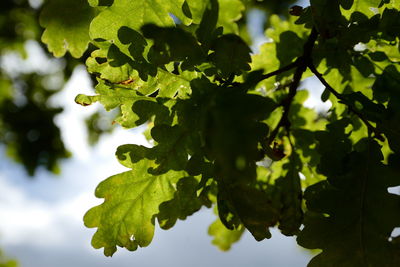 Low angle view of oak tree